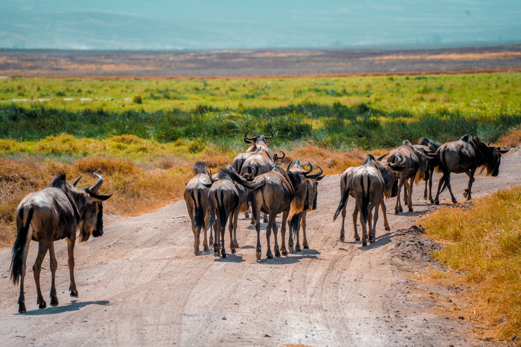 Wildebeest moving along a road in Tanzania