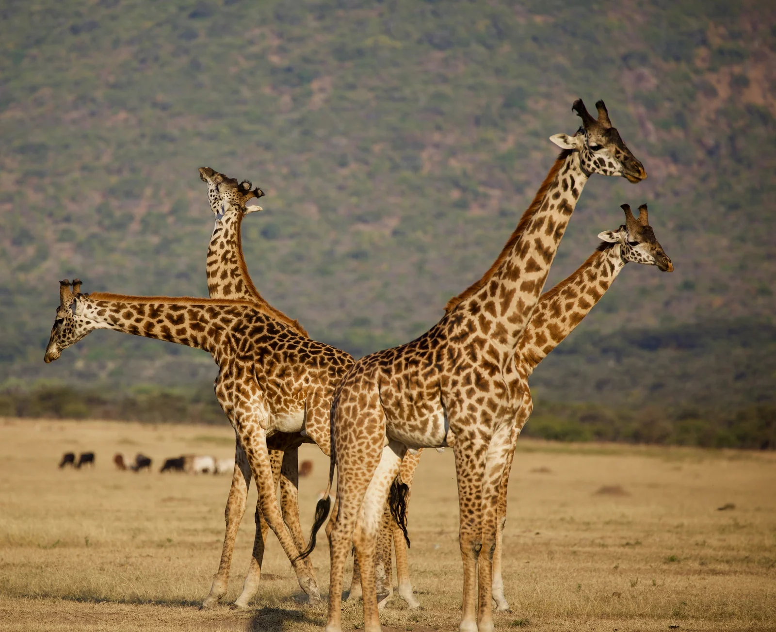 Jirafas reunidas en las llanuras de Tanzania
