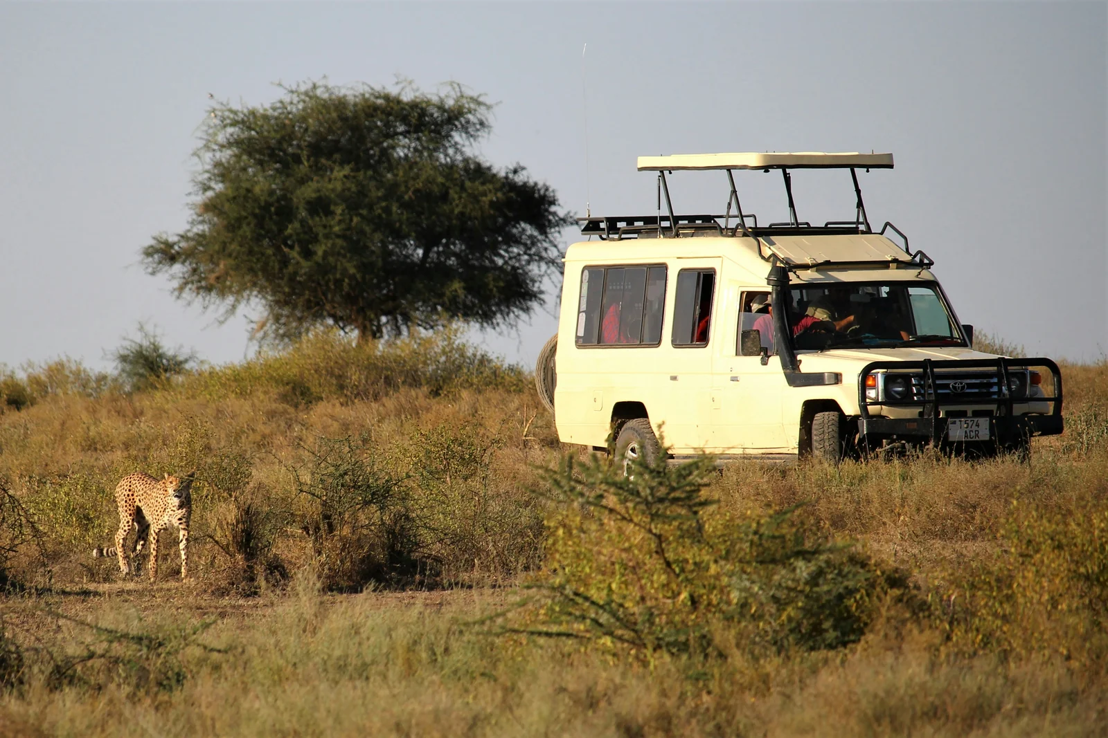 Un guepardo cerca de un vehículo de safari en las llanuras de Tanzania