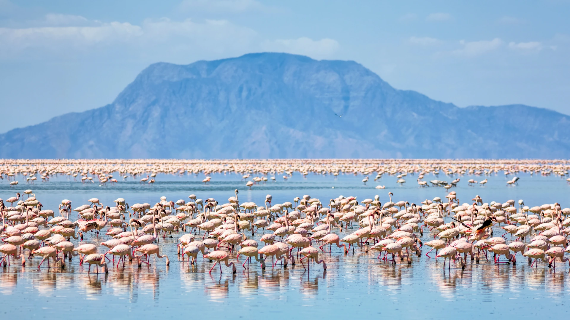 Flamencos en aguas poco profundas con montañas al fondo