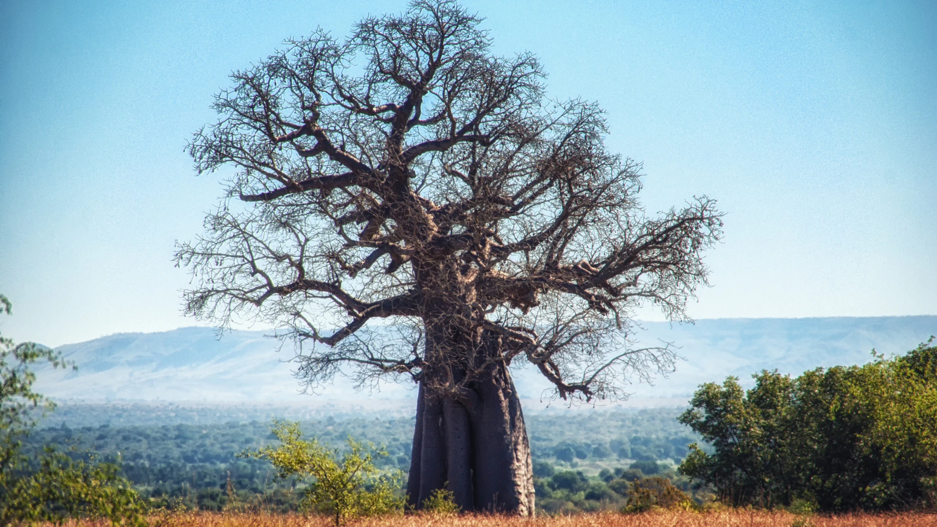 Un imponente baobab domina il paesaggio di Ruaha