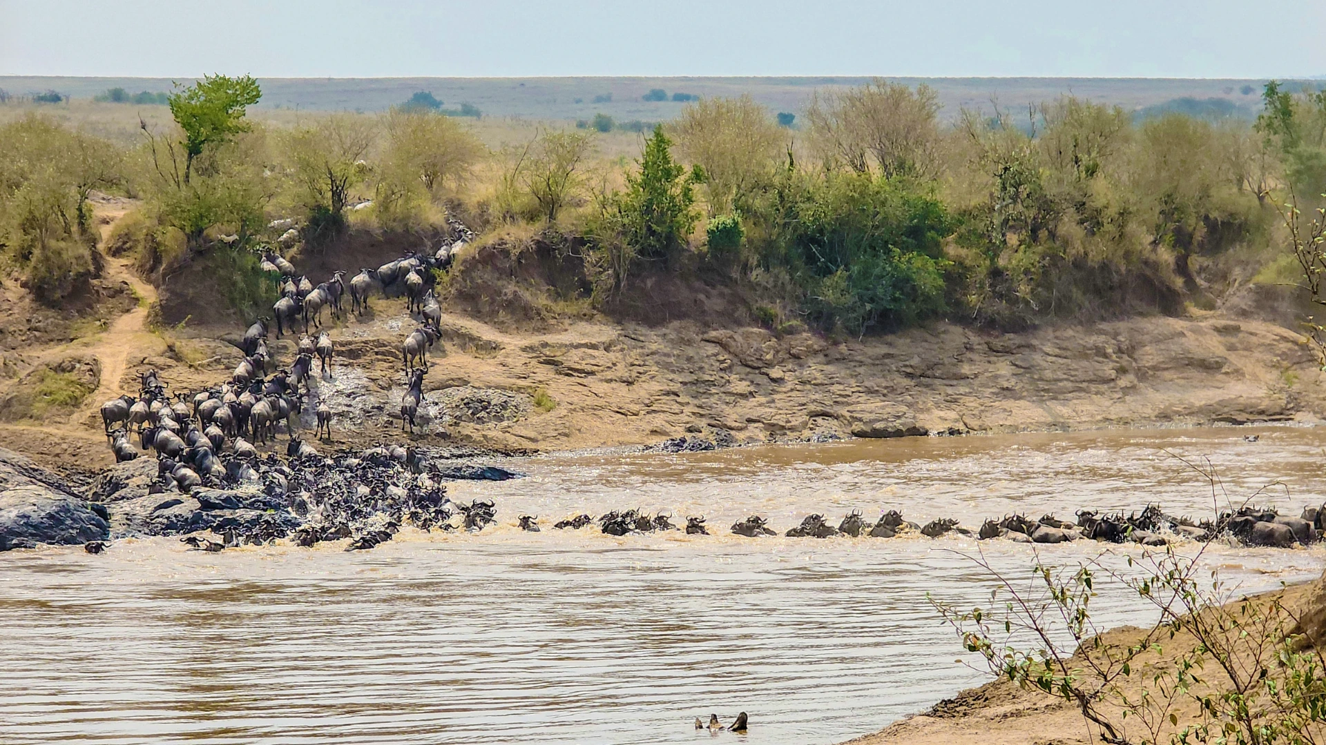 Gnus überqueren während der Migration einen Fluss