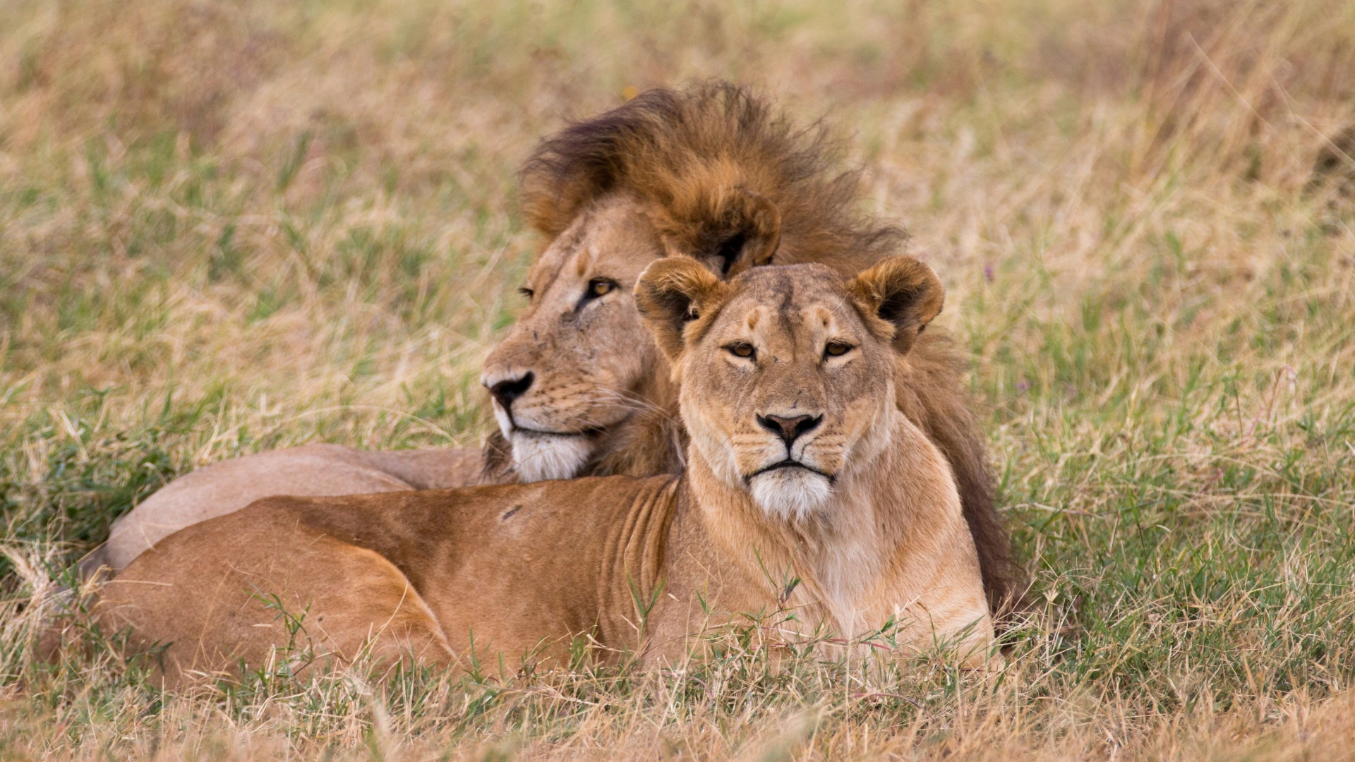 A lion and lioness resting together in golden grass