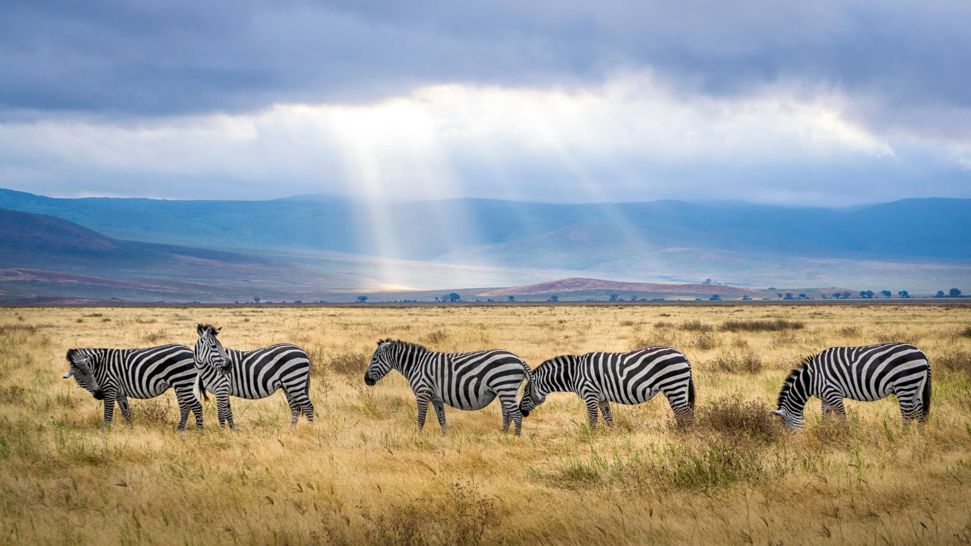 Grasende Zebras unter einem eindrucksvollen Himmel in Tansania
