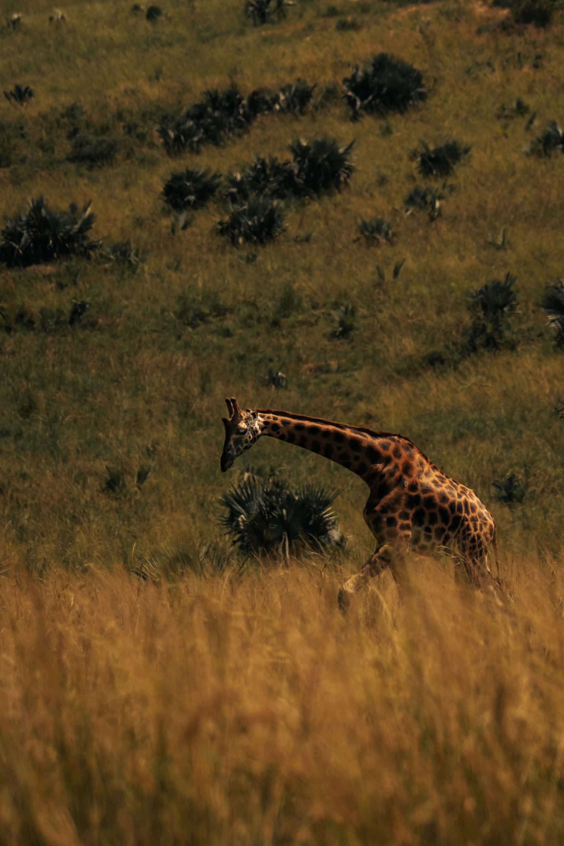 Giraffe dans les plaines de Serengeti au coucher du soleil