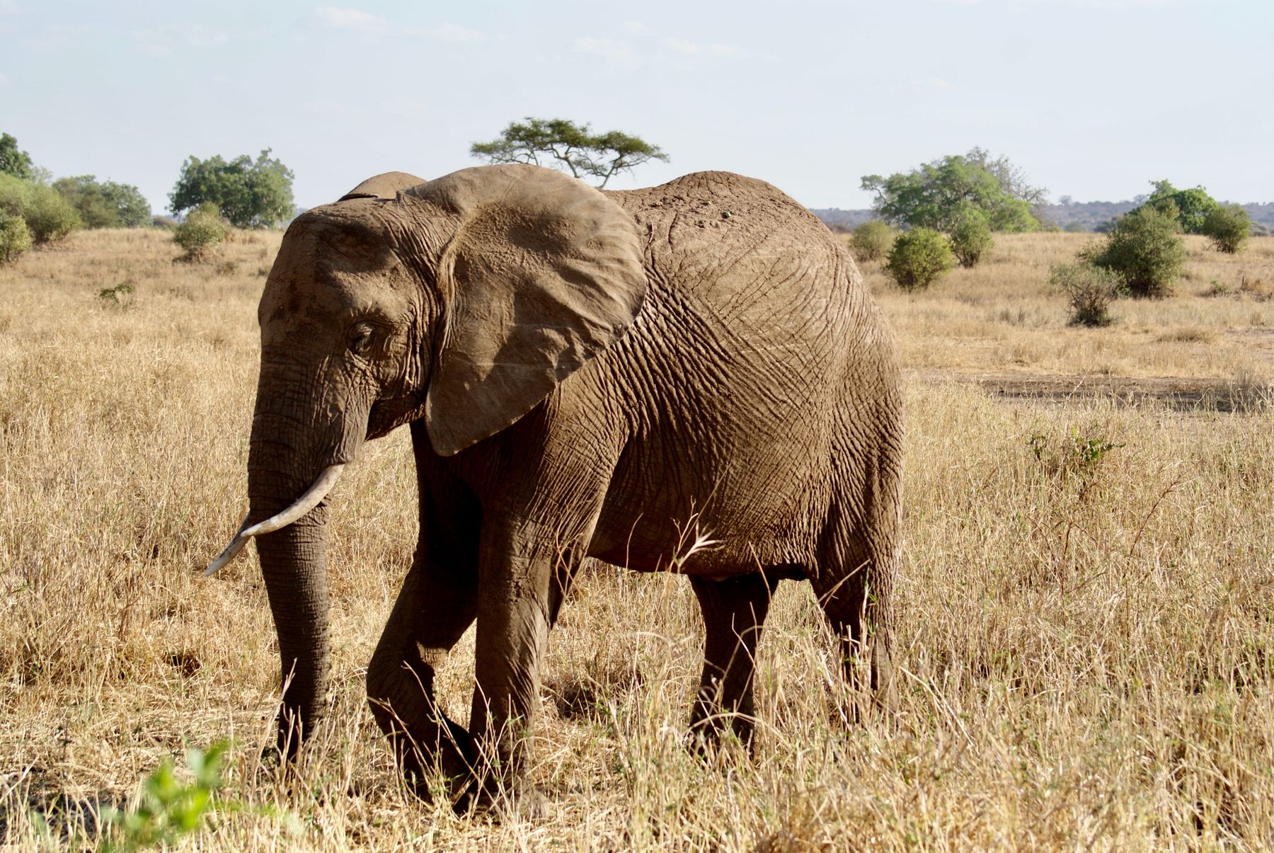 An elephant in the grassland of Tarangire National Park